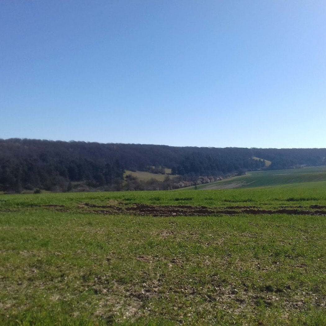 Forêt de rosny 2